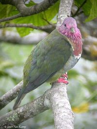 Pinkheadedfruitdoveobi nk