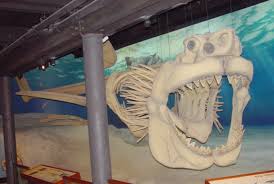 Megalodon