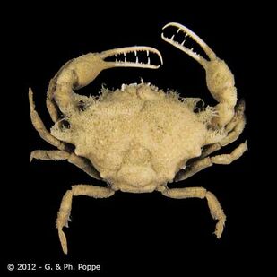 CRAB