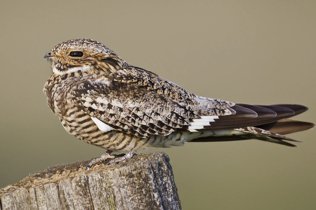 Common Nighthawk Animal Database FANDOM powered by Wikia