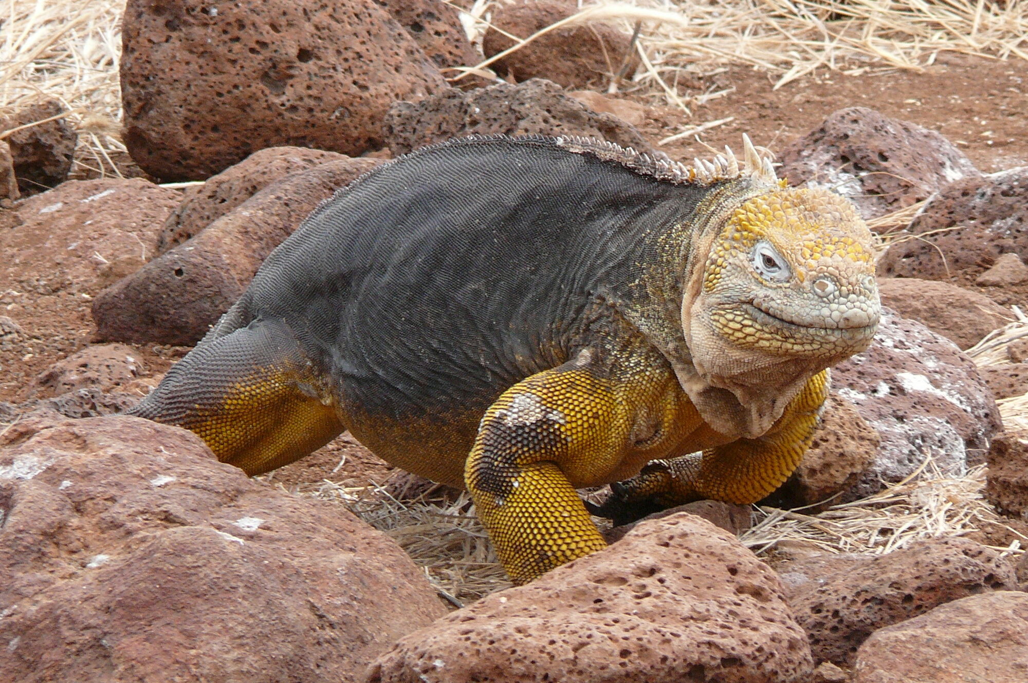 Galápagos Land Iguana				Fan Feed
