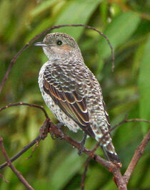 Cotinga amabilis,Lovely Cotinga,I LHT2289