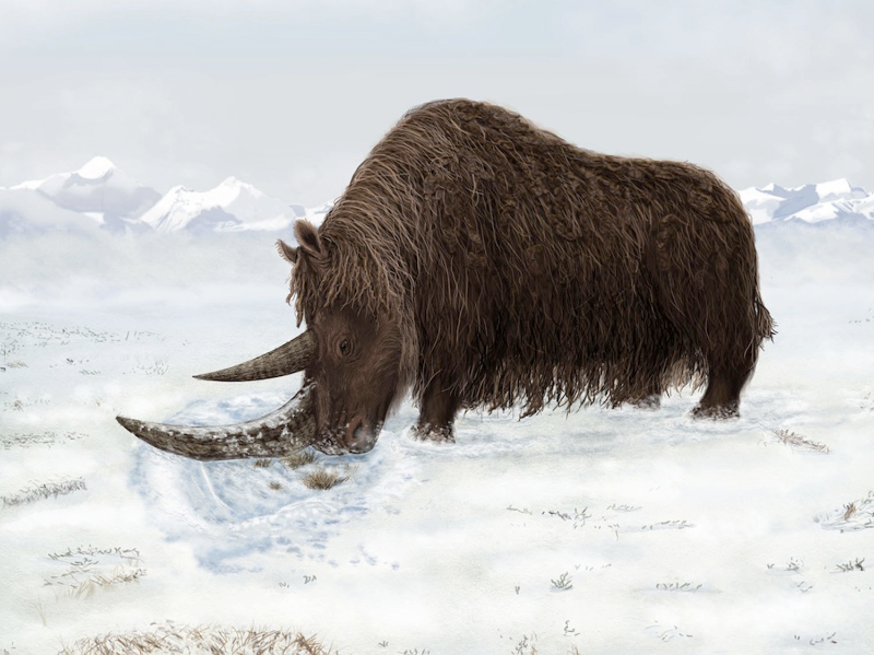 woolly rhinoceros woolly rhinoceros
