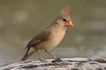 Female-northern-cardinal-bird 10475