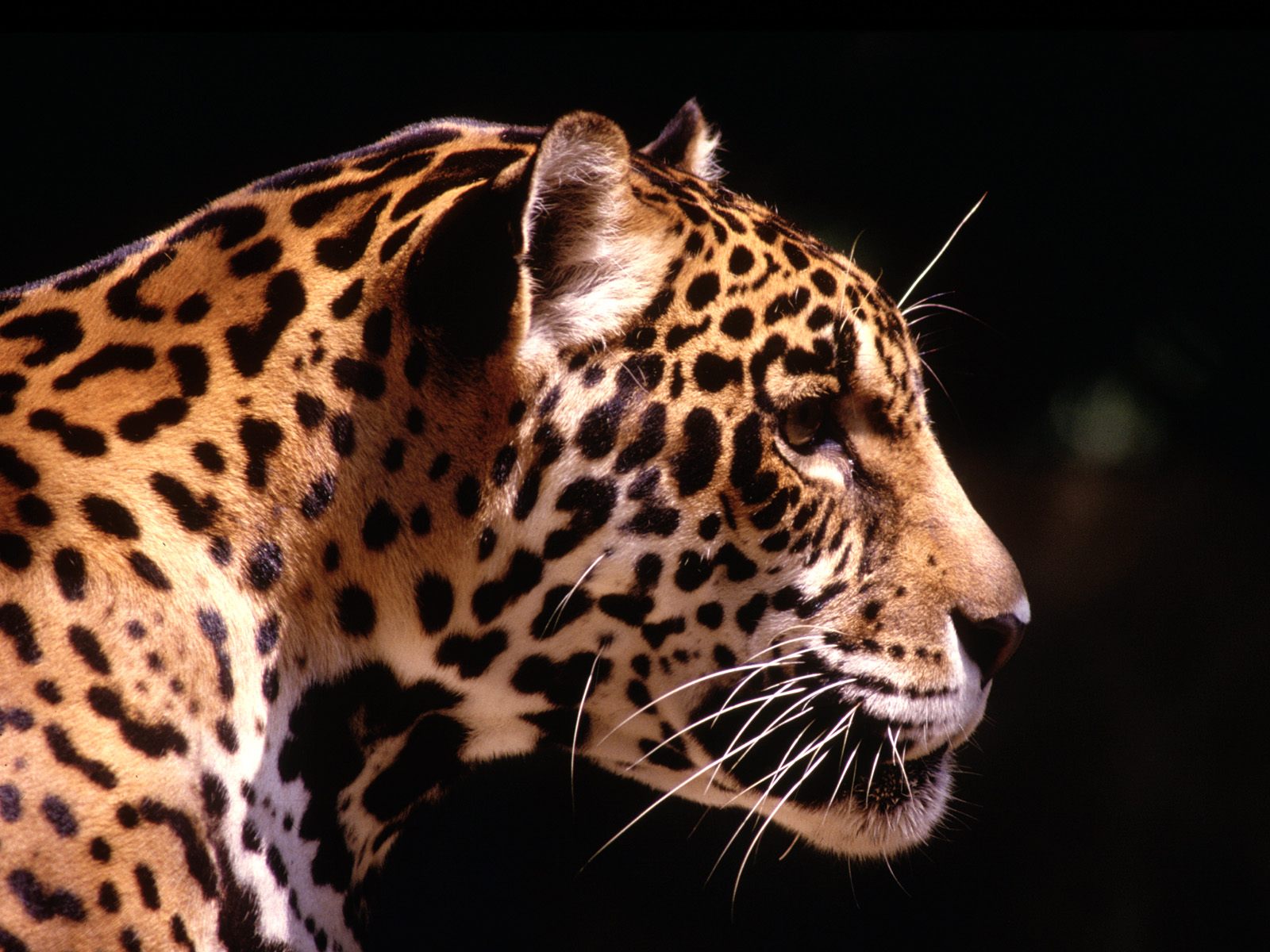 Image Jaguar  profile jpg Animal Database FANDOM 