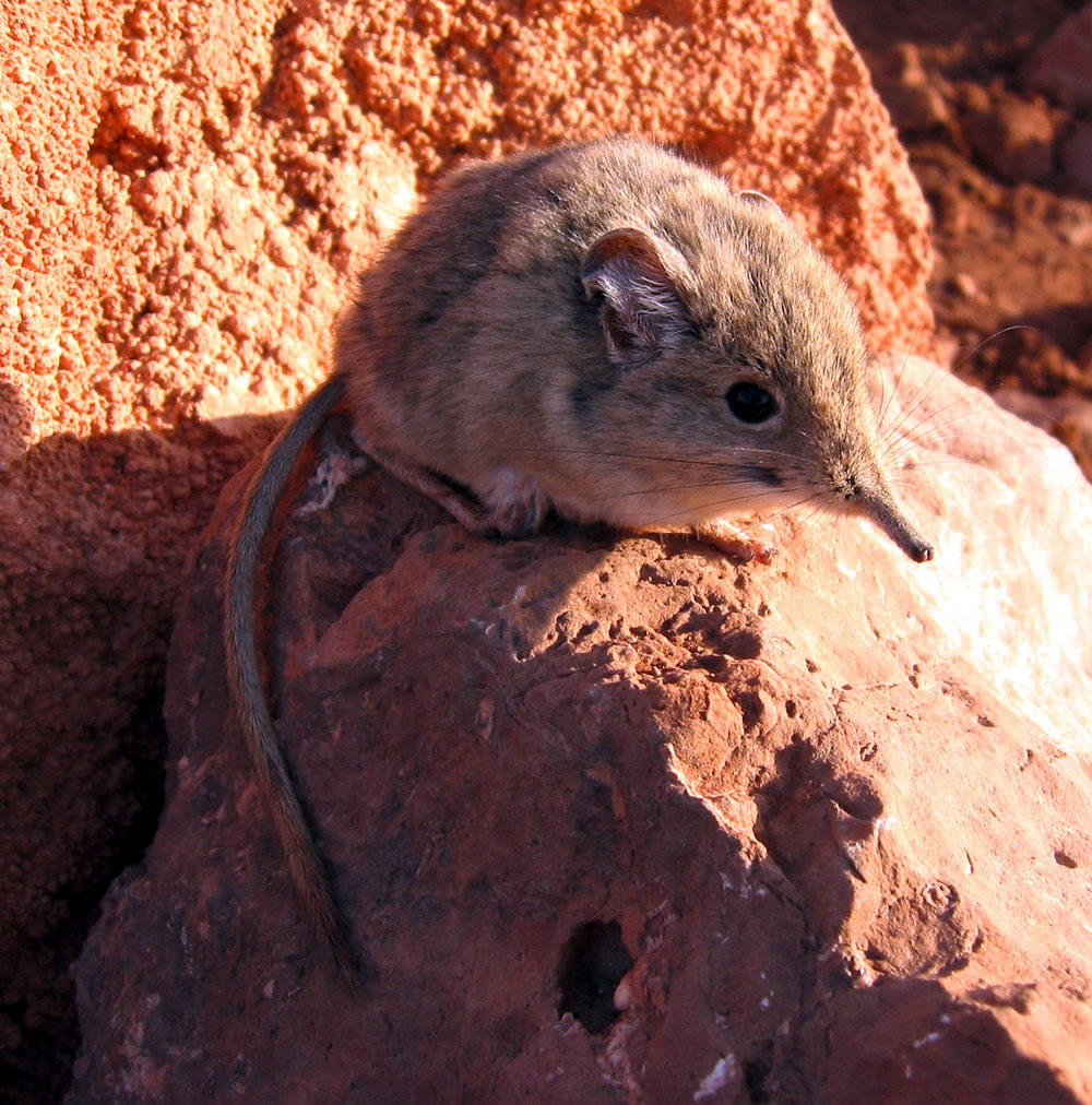 North African Elephant Shrew | Animal Database | FANDOM powered by Wikia