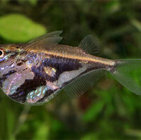 Hatchetfish For Sale Australia