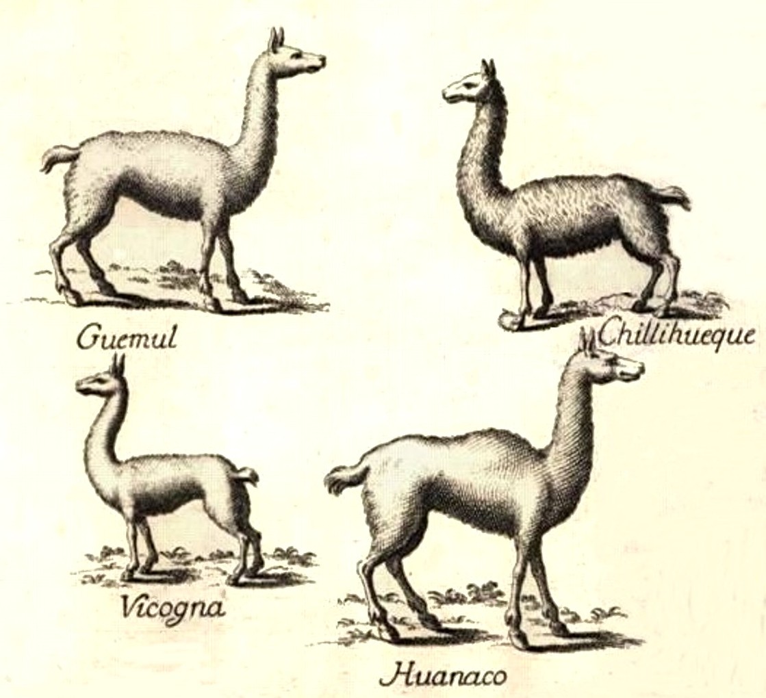 Chilihueque | Animal Database | Fandom