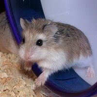 Roborovski Hamster Animal Database Fandom