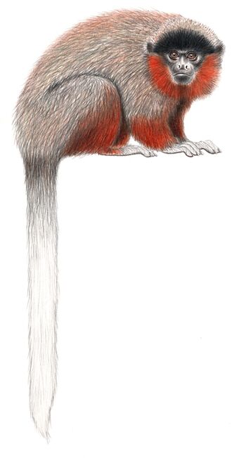  Callicebus stephennashi