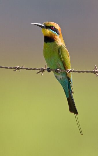 Rainbow Bee Eater Animal Database Fandom