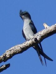 Grey-rumpedTreeswift.jpg-for-web-NORMAL