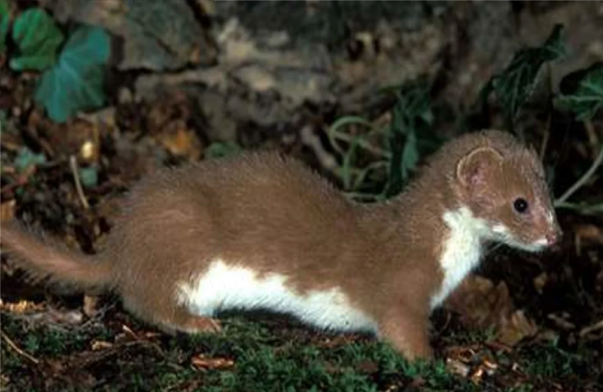 Животное длинное туловище. Ласка (Mustela nivalis). Ласка (Mustela nivalis) 2023. Ласка хорек куница. Грызун с длинным телом.