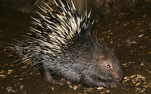 Sunda Porcupine | Animal Database | Fandom