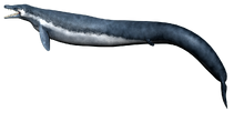 Image-0