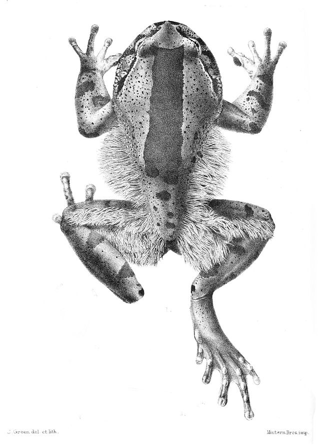 Hairy Frog | Animal Database | FANDOM powered by Wikia