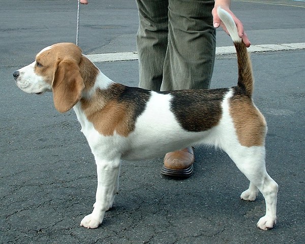 Beagle Animal Database Fandom Powered By Wikia - 