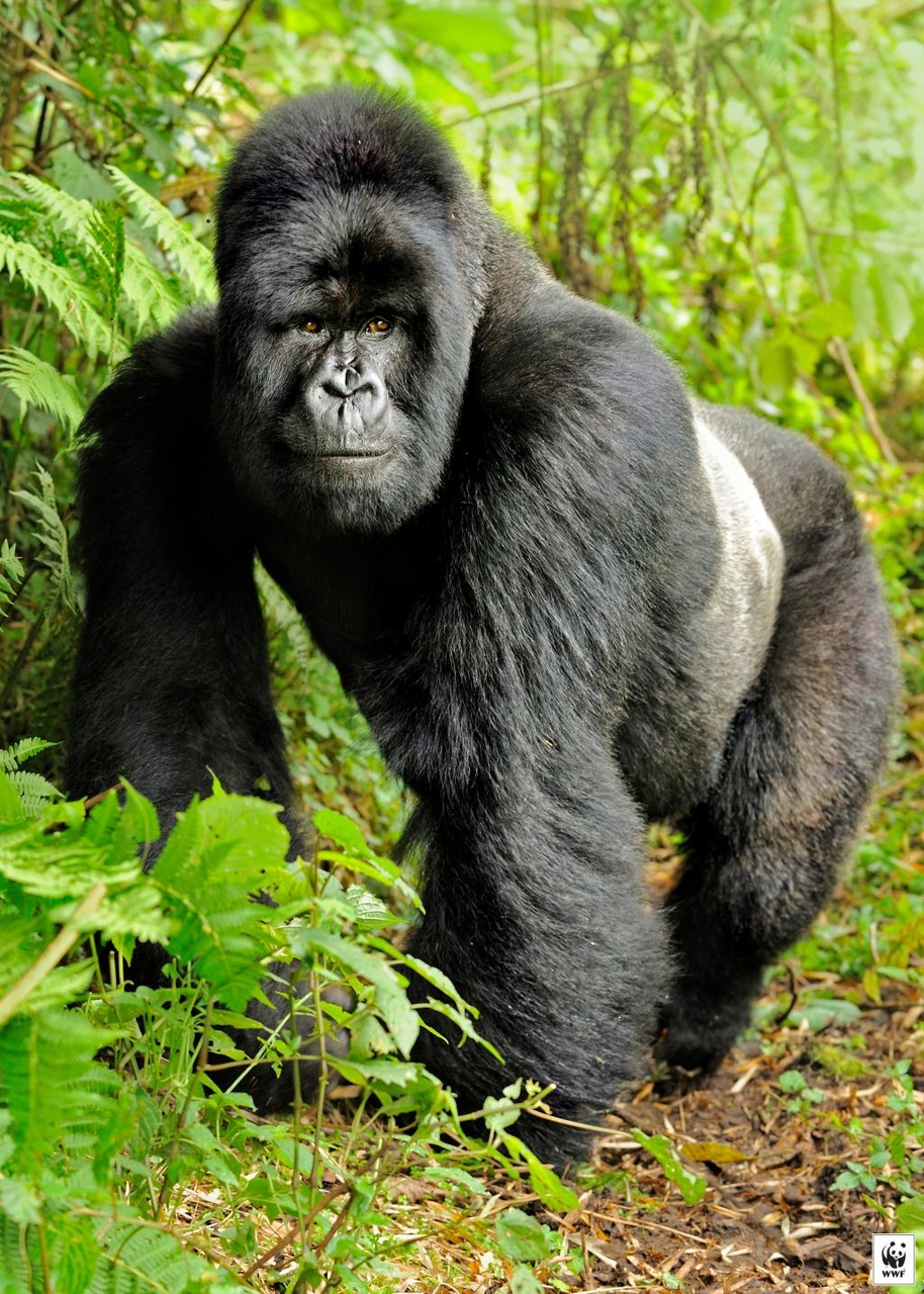 Eastern Gorilla | Animal Database | FANDOM powered by Wikia