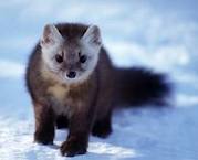 American Marten
