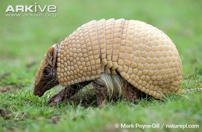 Brazilian Three-banded Armadillo | Animal Database | Fandom