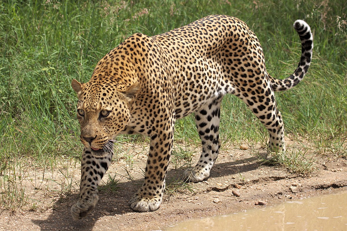 Leopard | Animal Database | FANDOM powered by Wikia