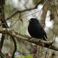 Get Wallpaper Blackish Blue Seedeater Animal Database Fandom For Free