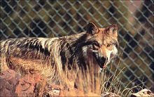 Image-1466538770