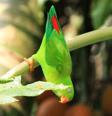 Vernal hanging parrot 14