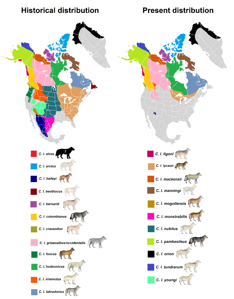 Southern Rocky Mountains Wolf | Animal Database | Fandom