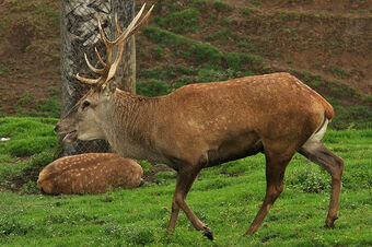 stag animal