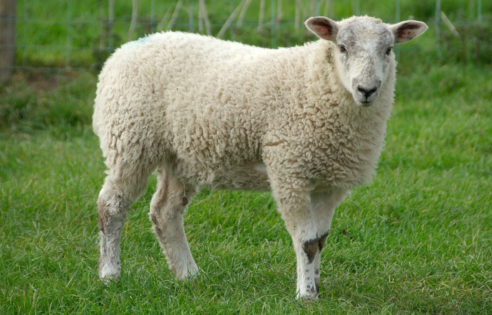 Domestic Sheep | Animal Database | Fandom