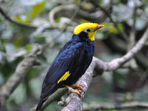 Golden crested Myna Animal Database FANDOM powered by Golden crested Myna Animal Database FANDOM powered by