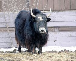 Yak | Animal Database | FANDOM powered by Wikia