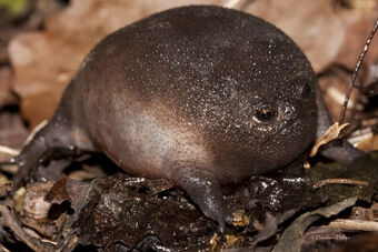 Black Rain Frog Animal Database Fandom