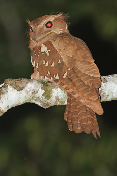 Large Frogmouth | Animal Database | Fandom