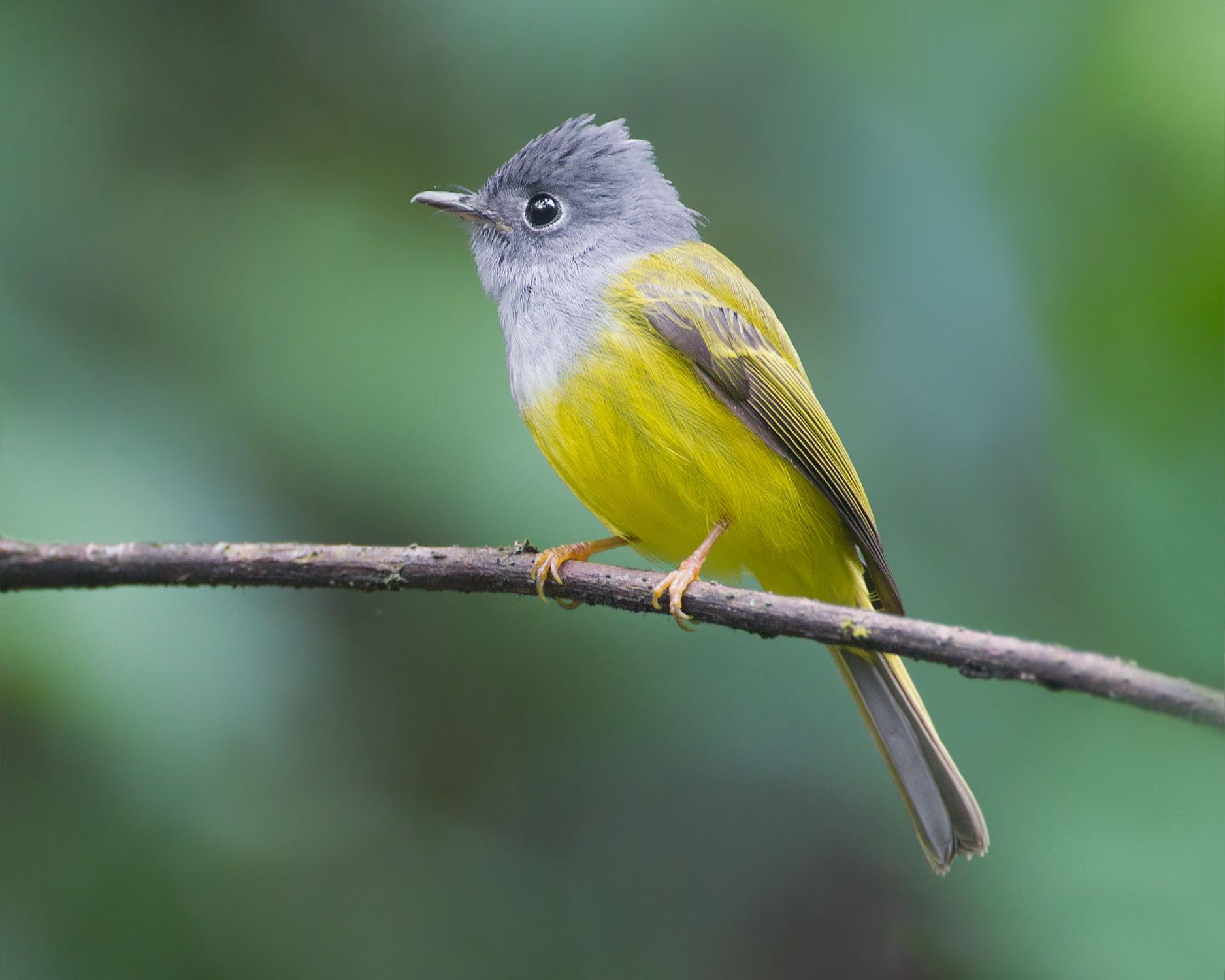 Grey-headed Canary-flycatcher | Animal Database | FANDOM powered by Wikia