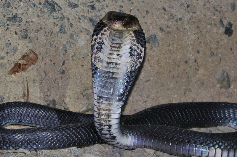 chinese taipan