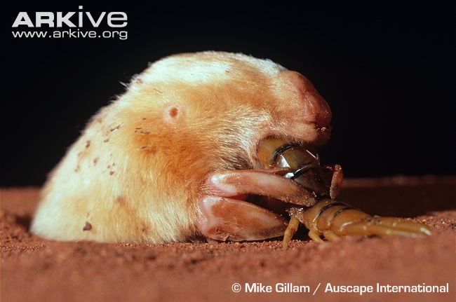 golden mole eyes