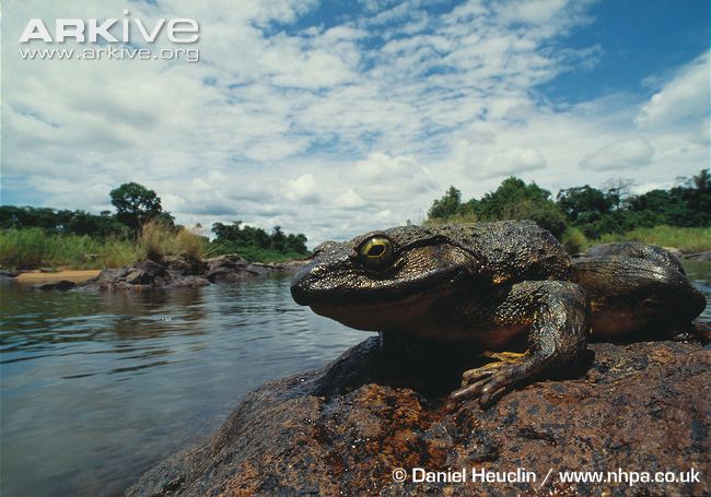 Goliath Frog | Animal Database | FANDOM powered by Wikia