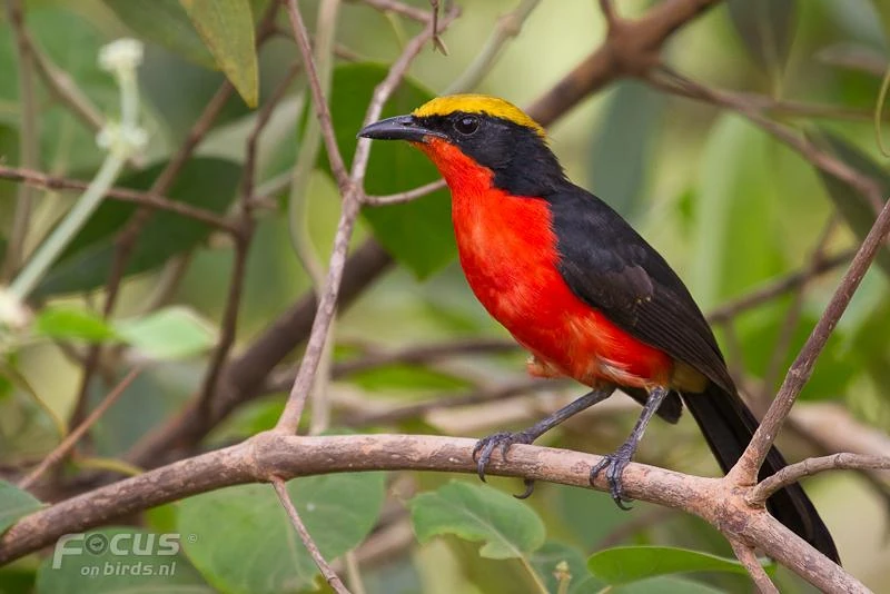 Laniarius Animal Database FANDOM powered by Wikia