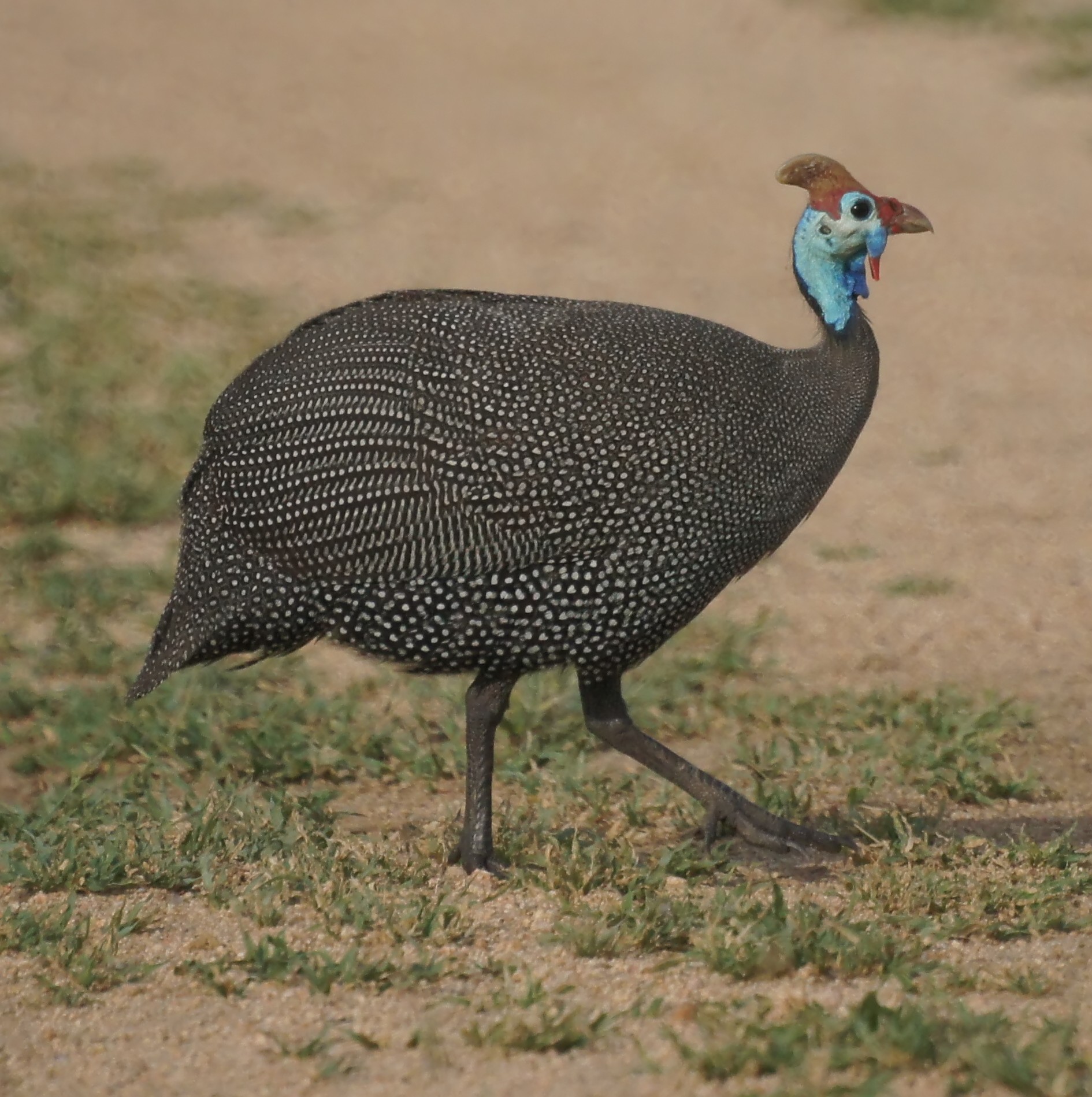 Helmeted Guineafowl | Animal Database | FANDOM powered by Wikia