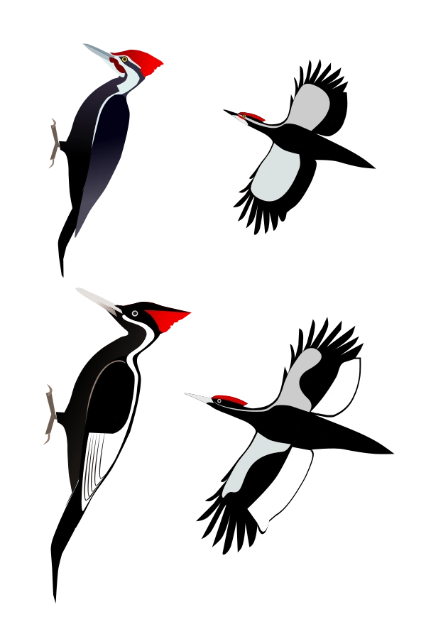 Pileated Woodpecker | Animal Database | FANDOM powered by Wikia