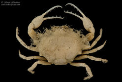 Iphiculus-spongiosus