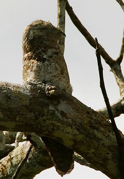 Caprimulgiformes Animal Database FANDOM powered by Wikia