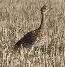 Tetrax tetrax femella