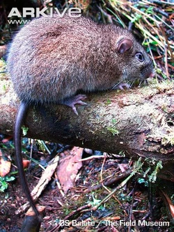 Batomys Animal Database FANDOM powered by Wikia