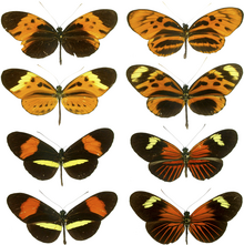 Image-1469655599