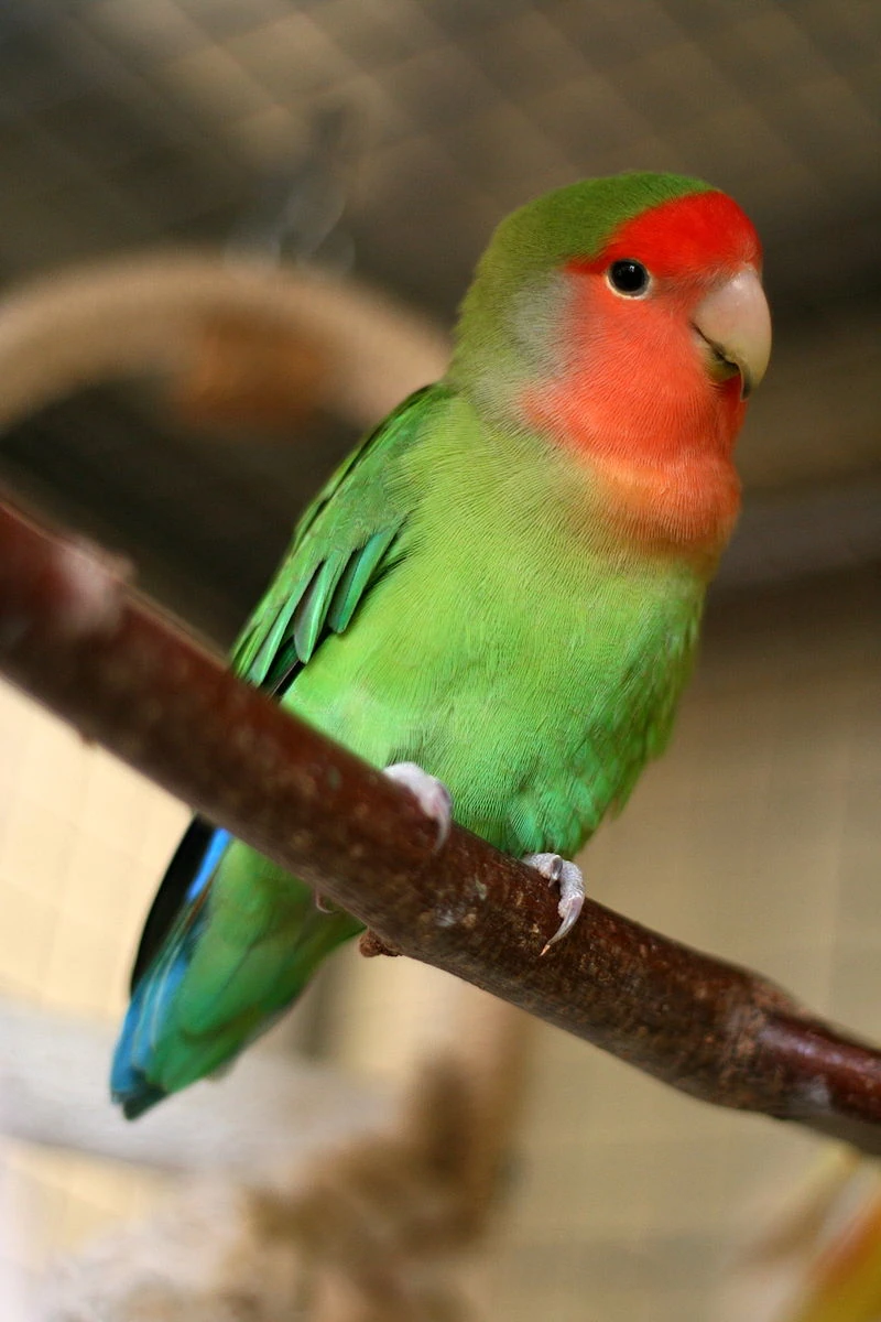 Rosy-faced Lovebird | Animal Database | Fandom
