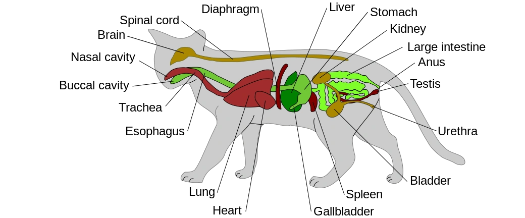 Cat | Animal Database | FANDOM powered by Wikia fire salamander diagram 