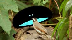 Superb-Bird-of-Paradise